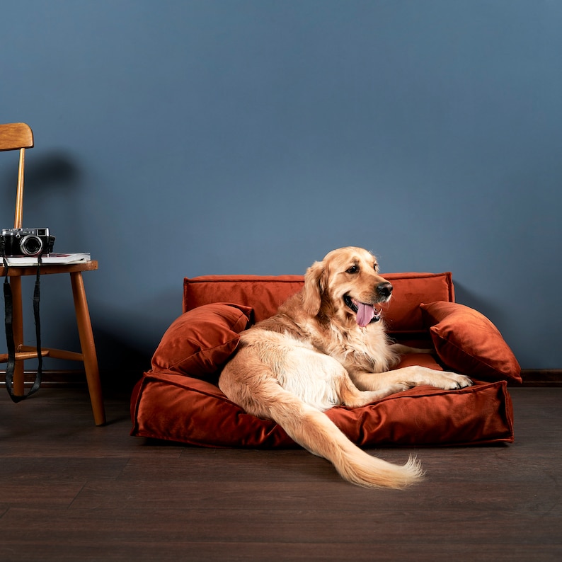 Peut inclure: Un chien golden retriever couch&eacute; sur un lit pour chien en peluche orange, la langue tir&eacute;e. Le lit pour chien est sur un sol en bois devant un mur bleu.