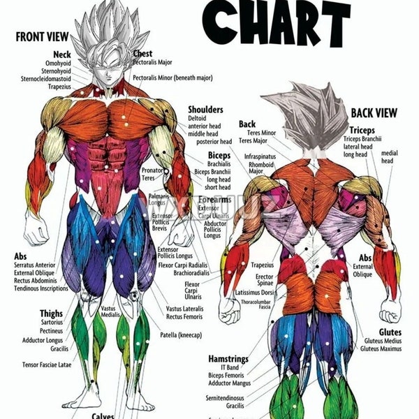 Tableau d’anatomie des muscles du corps Style Dragon Ball Z