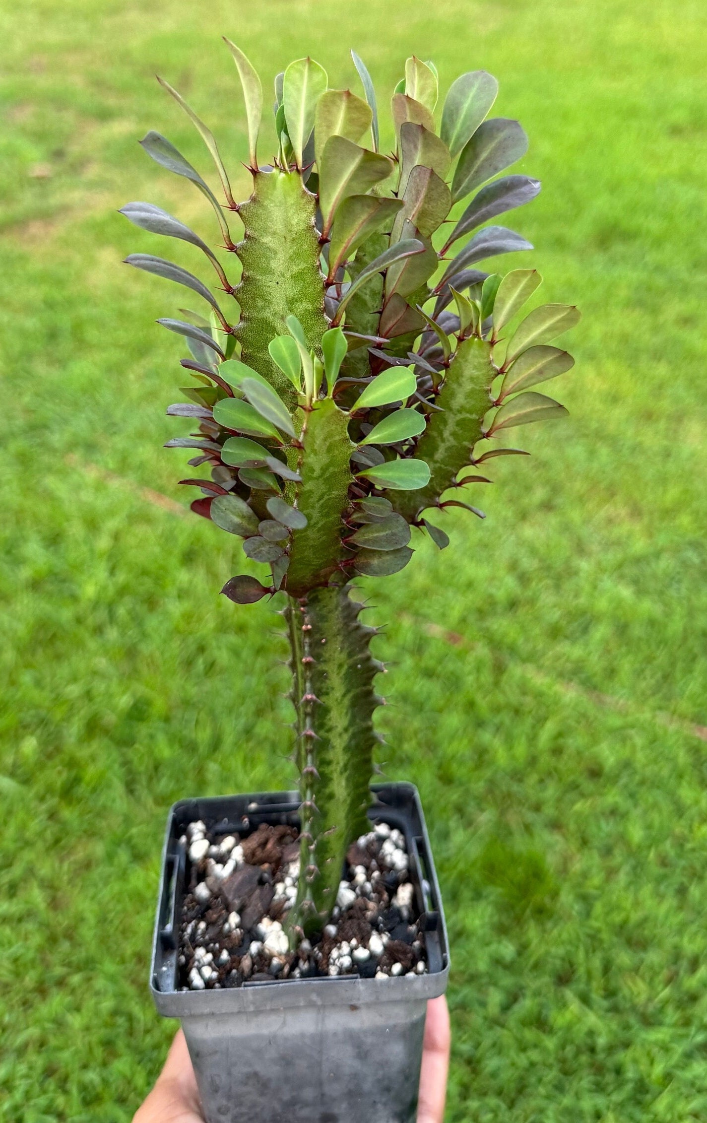 Red African Milk Tree/ Euphorbia Trigona CV. Royal Red Rubra
