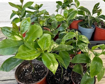 Pereskia aculeata / Ora-pro-nobis - Starter Plant