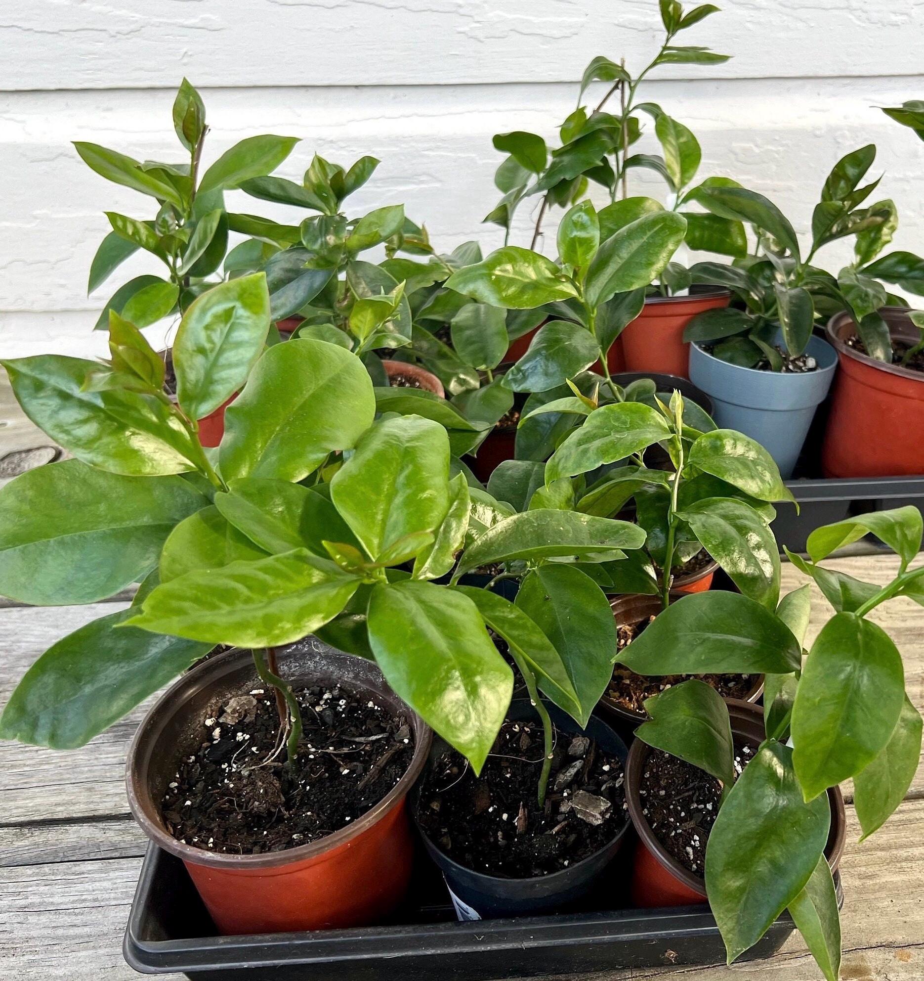 Pereskia Aculeata / Ora-pro-nobis - Starter Plant - Etsy