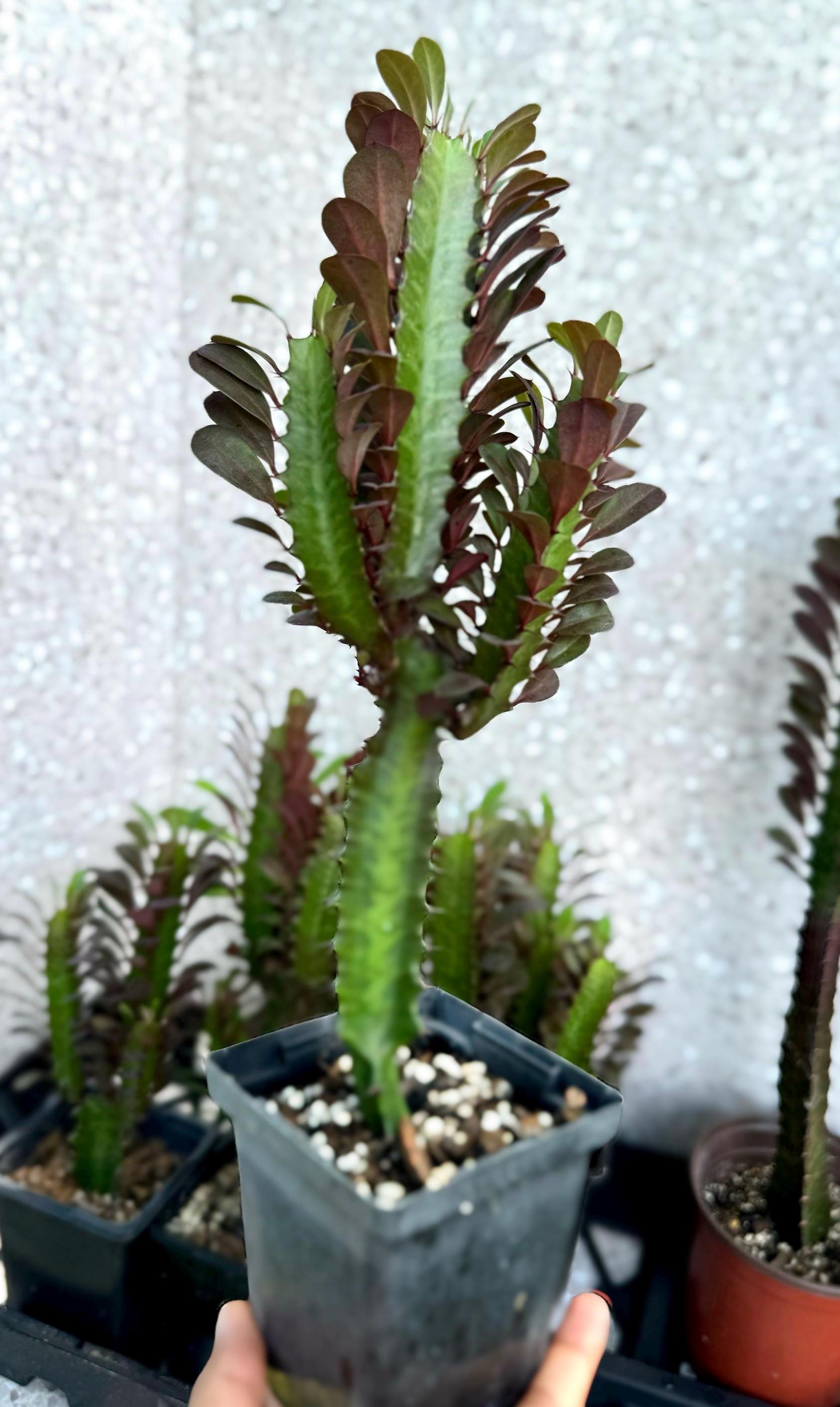 Red African Milk Tree/ Euphorbia Trigona CV. Royal Red Rubra