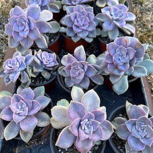 Graptopetalum purple delight