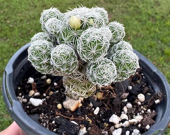4 Inch Potted Mammillaria Gracilis Fragilis - Popcorn Cactus - Etsy