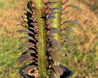 Red African Milk Tree/ Euphorbia Trigona CV. Royal Red Rubra