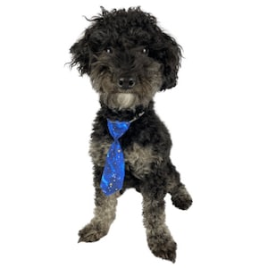 Fabric pet ties with elastic neck band
