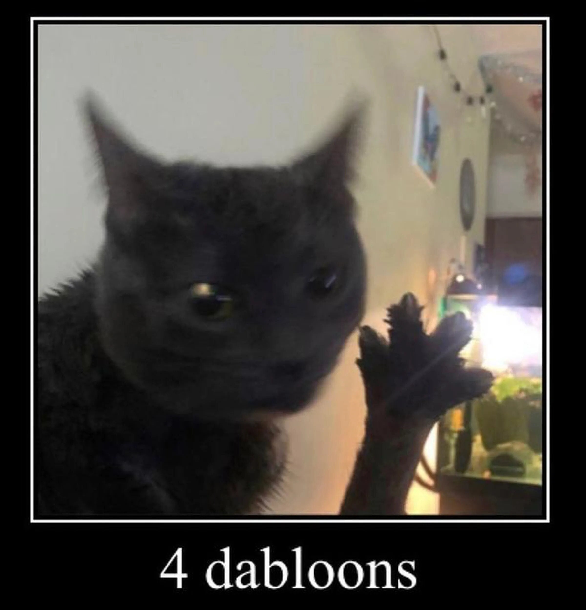 Davloon cat