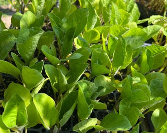 Little Finger Eggplant- 4 Live Seedlings