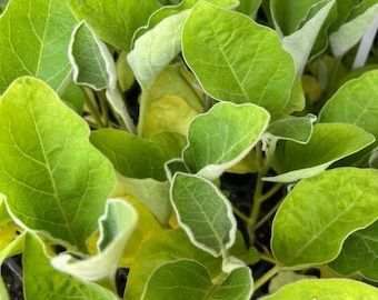Indian Eggplant, Purple Vankaya- 4 Live Seedlings