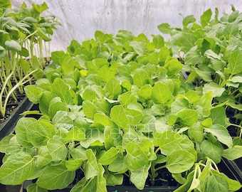 Purple Thai Eggplant: 4 live seedlings/starter