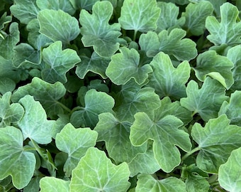 Yellow Doll Hybrid Watermelon- 4 Live Seedlings