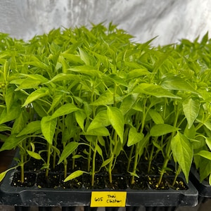May include: A tray of young, vibrant green Thai Cluster pepper plants. The seedlings are densely packed in individual cells within a black plastic tray. A yellow label with the text "605 Thai Cluster" is visible.
