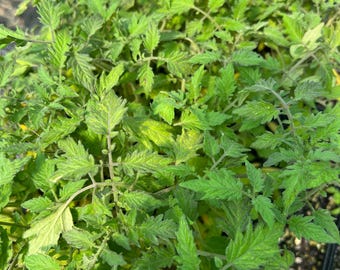 Sun Gold Cherry Tomato- 4 Live Seedlings