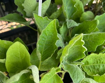 Long Green Eggplant- 4 Live Seedlings