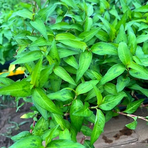 May include: Close-up of fresh, vibrant green Vietnamese coriander plants. The leaves are a bright green with darker green markings, and the stems are reddish-brown. The plant is densely packed, showcasing its lush foliage.
