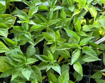 Black Cobra- 4 Live Seedlings