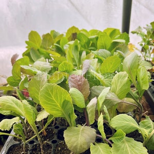 May include: A set of three ceramic mugs with a speckled, cream-colored glaze. Each mug features a different hand-painted design: a sun, a moon, and a star. The mugs have a simple, modern design with a rounded shape.