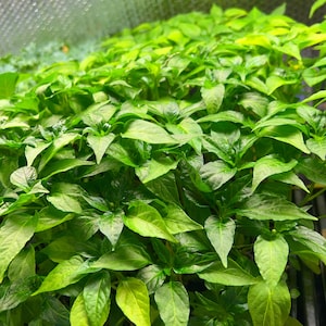 White Thai Chili- 4 Live Seedlings