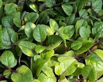 Red Malabar Spinach- 4 Live Seedlings