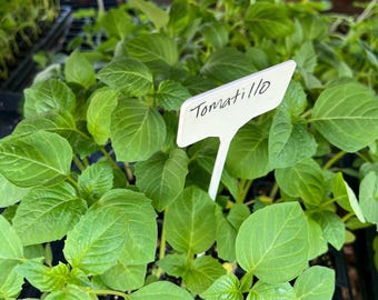 Tomatillo Verde- 4 Live Seedlings