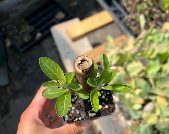 African Bitter Leaf- (1) 2.5 inch pot