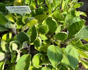 Orient Express Eggplant- 4 Live Seedlings