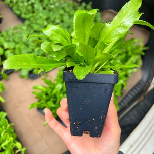 Culantro (Saw Tooth Coriander)- 2.5" pot