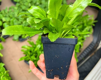 Culantro (Saw Tooth Coriander)- 2.5" pot