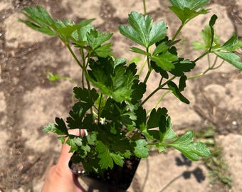 Italian Parsley- (1) 2.5 inch pot