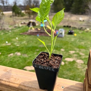 Carolina Reaper Pepper Live Plant - 2.5" pot