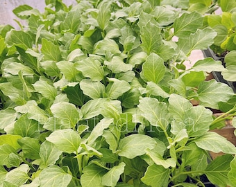Green Thai Eggplant Small: 4 Live Seedlings