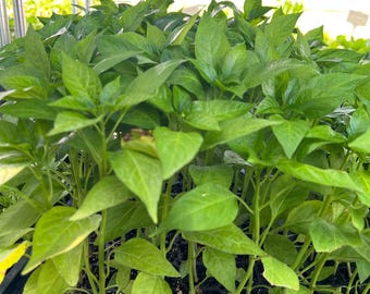 Italian Pepperoncini (Paisan), Sweet Pepper Live Starter Plants - 4 Live Seedlings