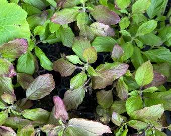 Red Holy Basil, Kra Pao- 4 Live Seedlings
