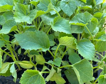 Dosakaya Melon- 4 Live Seedlings