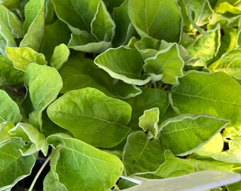 Thai Eggplant, White- 4 Live Seedlings