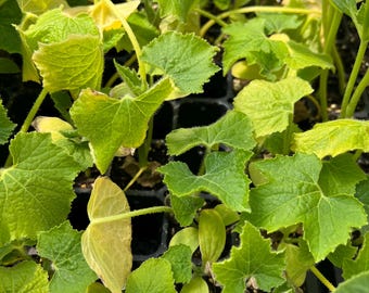 Winter Melon Short, Ash Gourd, Oblong Wax Gourd- 4 Live Seedlings