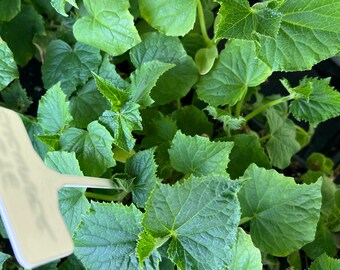 Hmong White Cucumber, Dib Moos Xais Dawb- 4 Live Seedlings