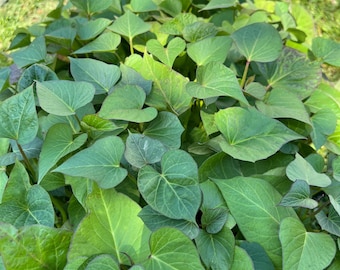 Purple Sweet Potato- 4 Live Seedlings