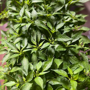 Birds Eye Chili Pepper- 4 Live Seedlings