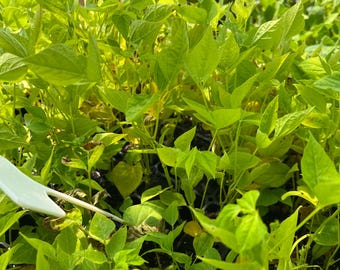 Winged Bean- 4 Live Seedlings