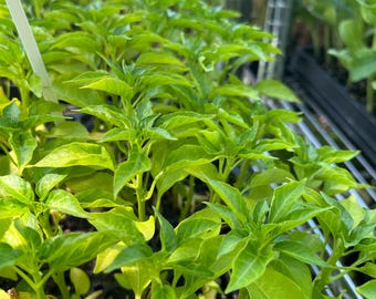 Hot Big Thai Chili Pepper- 4 Live Seedlings