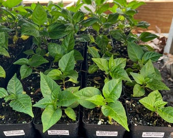 Red Scotch Bonnet Pepper- (1) 2.5 inch pot