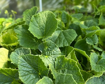 Thai Golden Musk Melon- 4 Live Seedlings