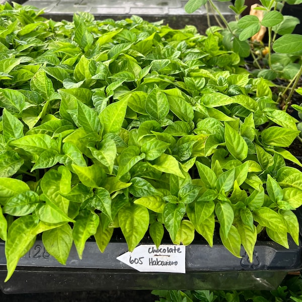 Chocolate Habanero Pepper- 4 Live Seedlings