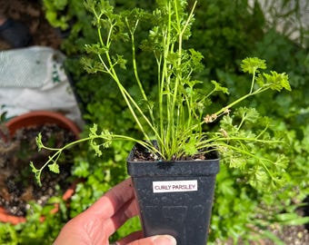 Curly Parsley- (1) 2.5 inch pot