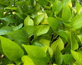 King Arthur Sweet Green Bell Pepper- 4 Live Seedlings