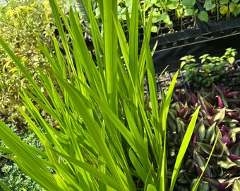 Acorus Americanus/ Pawj Ia Hmoob Tshuaj- (1) 2.5 inch pot