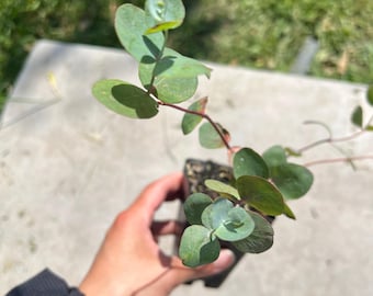 Eucalyptus Silver Dollar- (1) 2.5 inch pot