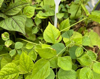 Green Hyacinth Bean- 4 Live Seedlings