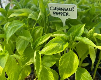 Cubanelle Sweet Pepper- 4 Live Seedlings